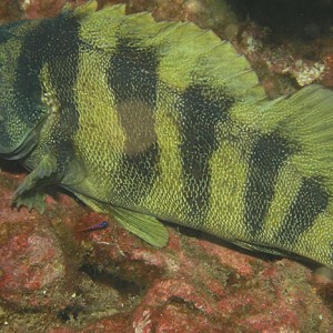 Tree Fish