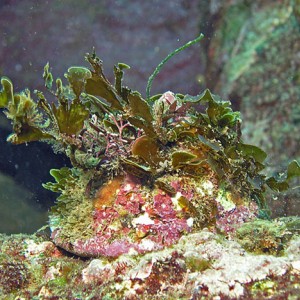 Camouflage Snail