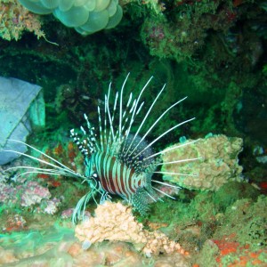 Lion_Fish