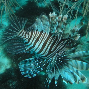 Lionfish_2