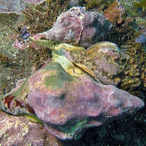 Mating Snails (3 Snails)