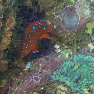 Juvenile Garibaldi