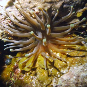 Anemone