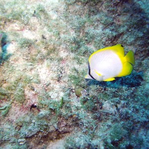 butterflyfish3