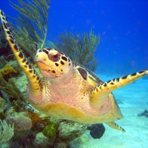 greenturtle2