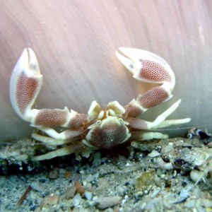 Diving in NhaTrang