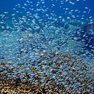 Diving in NhaTrang