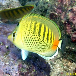 Diving in NhaTrang