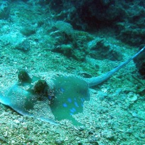 Diving in NhaTrang