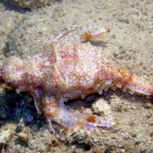 Discovery Undersea Vietnam