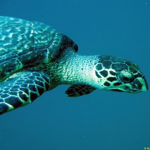 Discovery Undersea Vietnam