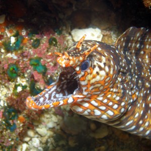 Dragon Moray