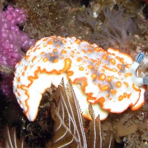 Nudibrach