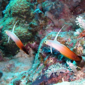 Fire Gobies