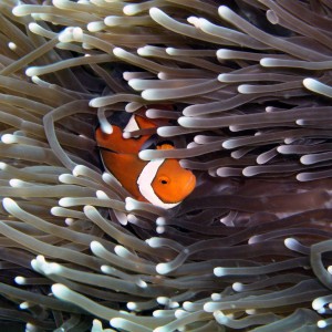 False Clown Fish