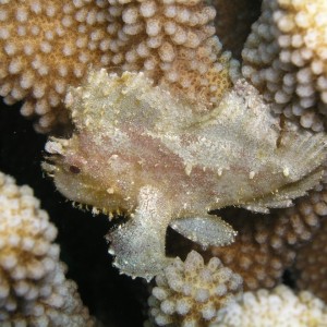 Leaf Scorpion Fish