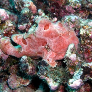 Frog Fish