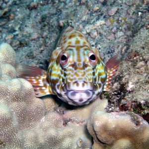 Hawkfish