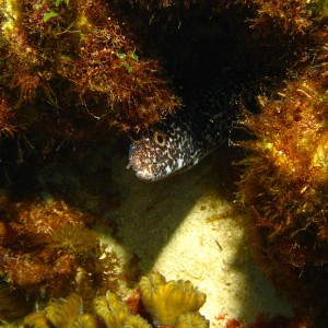Spotted eel