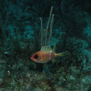 Squirrelfish