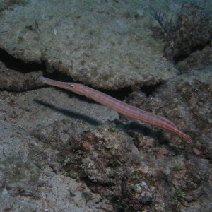 Trumpetfish_2