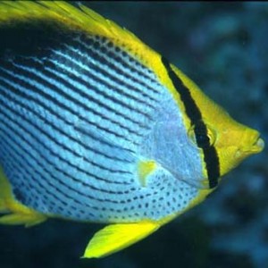 zbutterflyfish