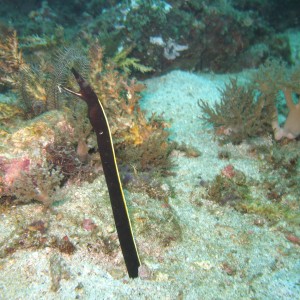 Ribbon Eel