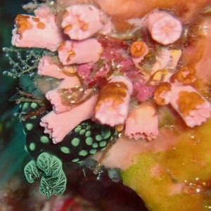 Nudibranch