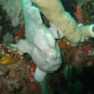 Big Frogfish