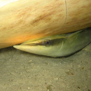 The Biggest Remora I've Seen