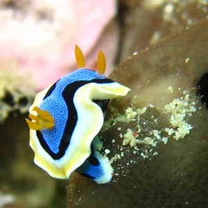 Nudibranch