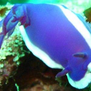 Nudibranch