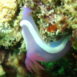 Nudibranch