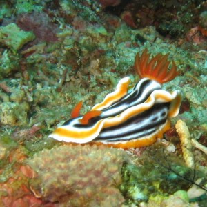 Nudibranch