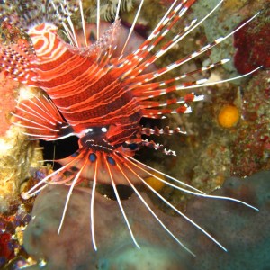 Lionfish