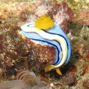 Nudibranch