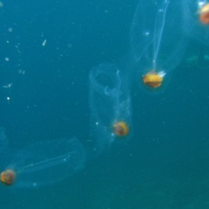 Pelagic Tunicate