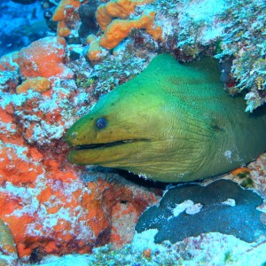 Green Moray (Barracuda reef)
