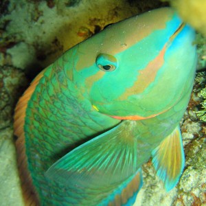 Parrotfish