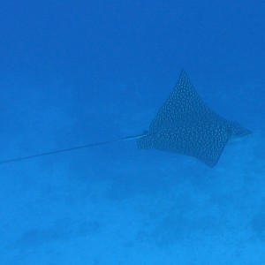 Eagle Ray