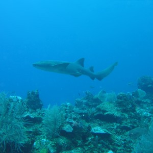 nurse_shark