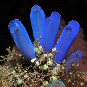 Sea Squirt Family