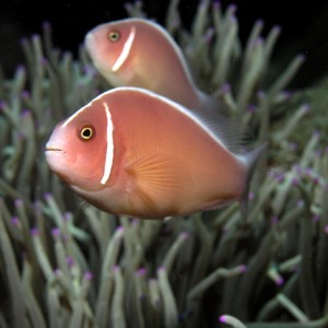 Pink Amemonefish