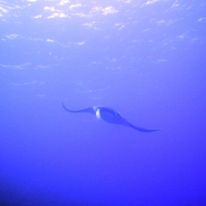 Manta Ray