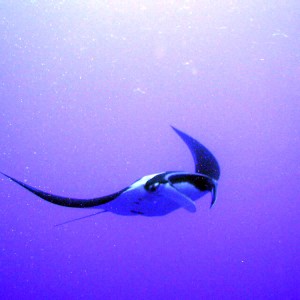 Manta Ray