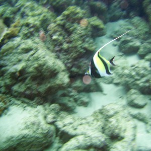 Moorish Idol