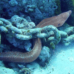 Moray eel