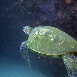 Sea Turtle