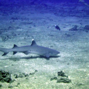 White tip reef shark