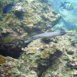 Trumpet Fish